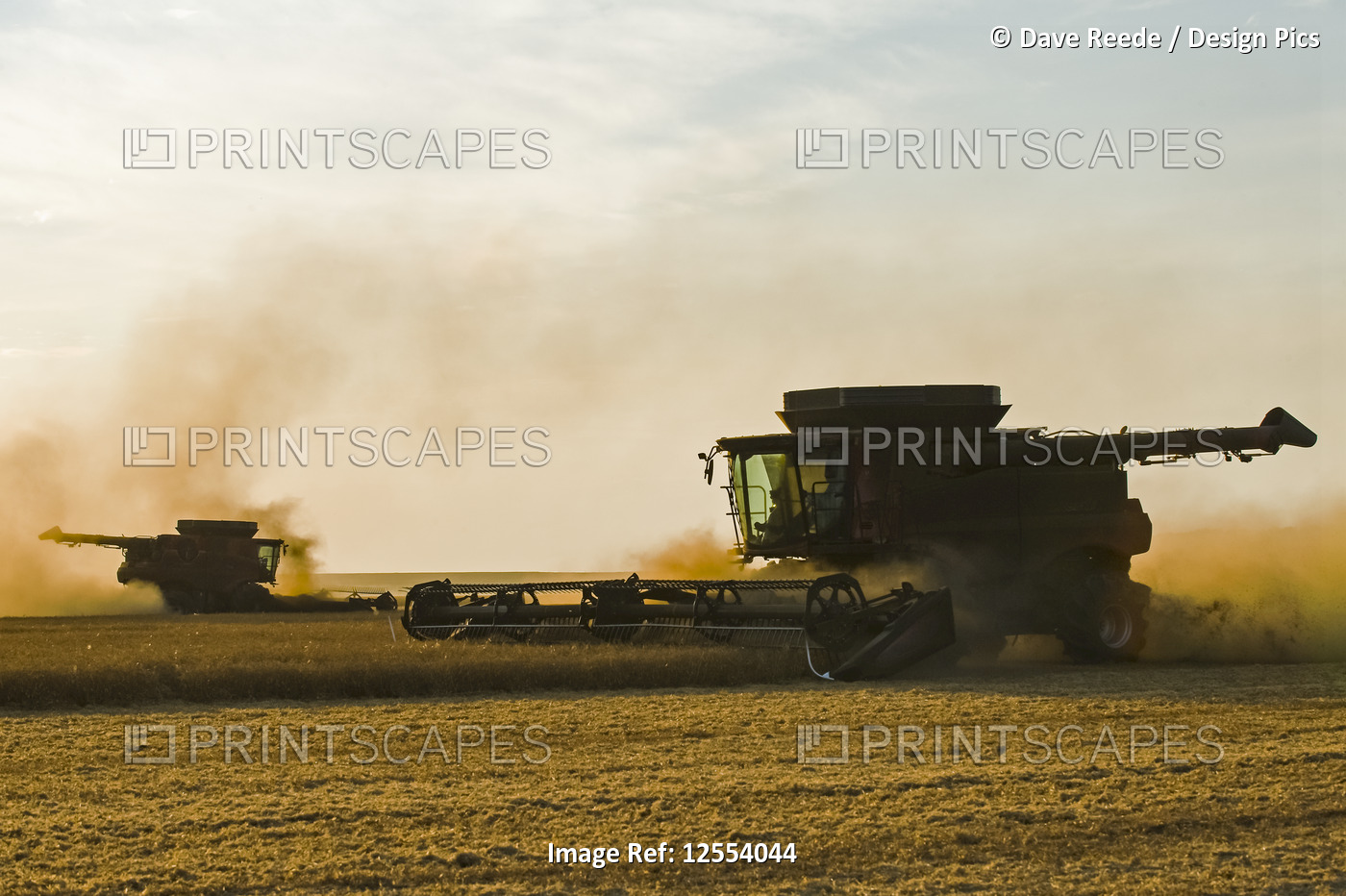 A combine harvester works in a yellow field pea field, near Winnipeg; Manitoba, ...