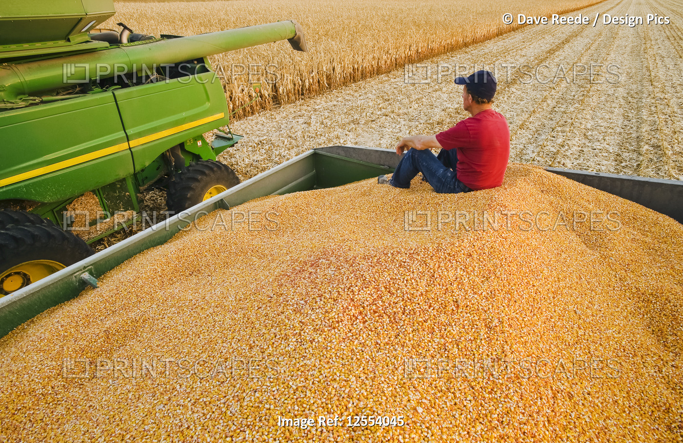 A farmer relaxes in a grain wagon full of feed/grain corn next to a combine ...