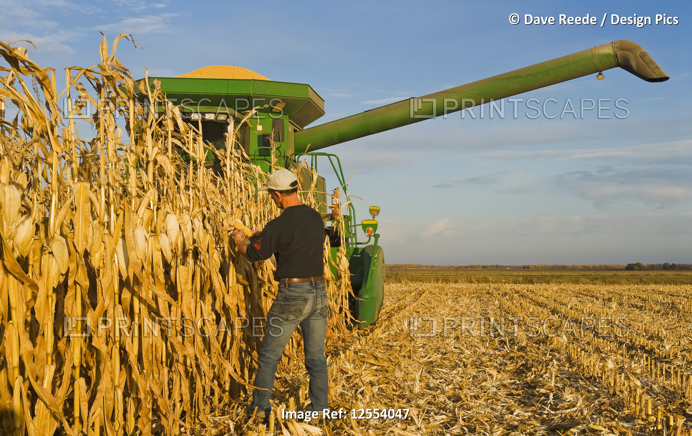 A farmer examines mature, harvest ready feed/grain corn in front of his combine ...