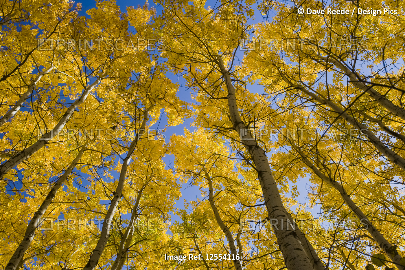 Autumn coloured aspen trees, Birds Hill Provincial Park; Manitoba, Canada