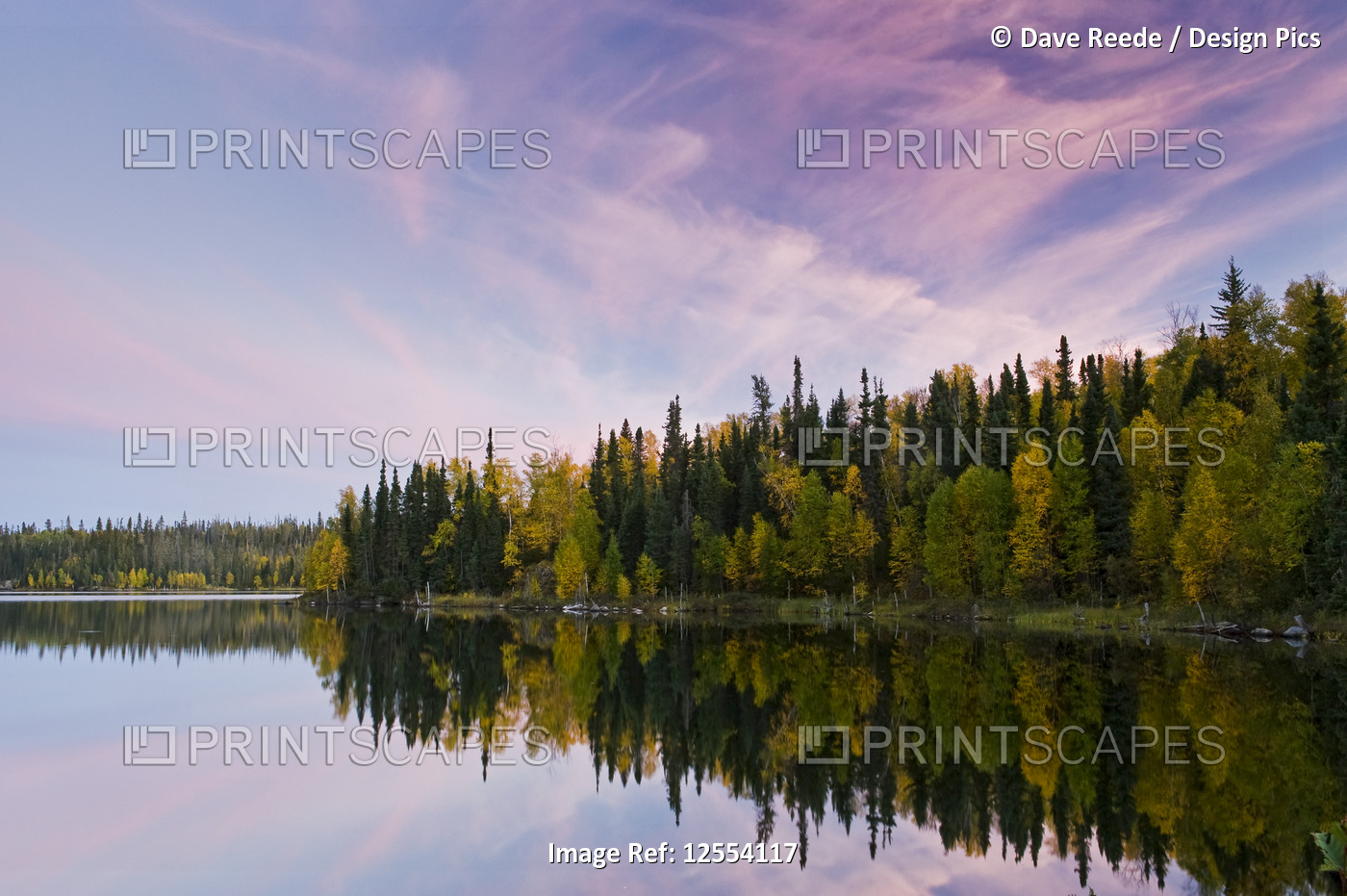 Autumn coloured foliage on the trees surrounding Dickens Lake at sunset; ...