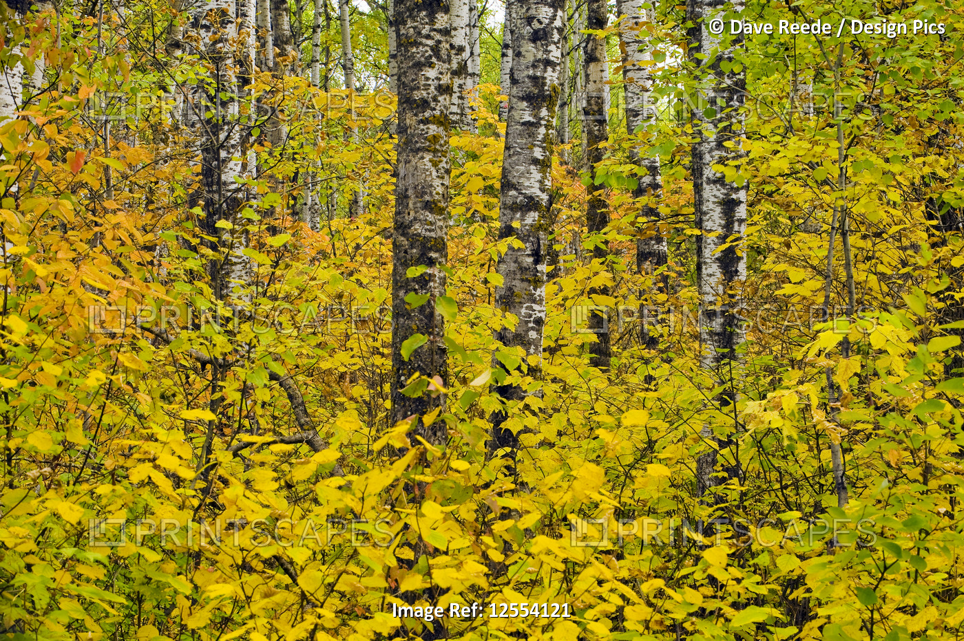 autumn, deciduous forest, Riding Mountain National Park; Manitoba, Canada