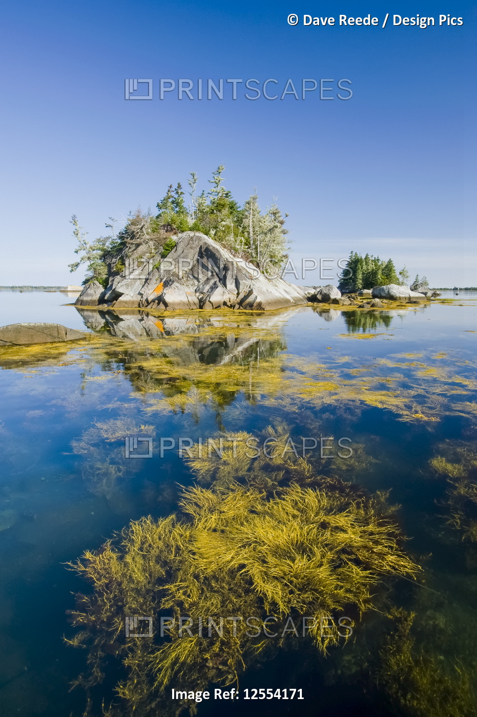 Rockweed along the Atlantic coast, near Blanche, Bay of Fundy; Nova Scotia, ...