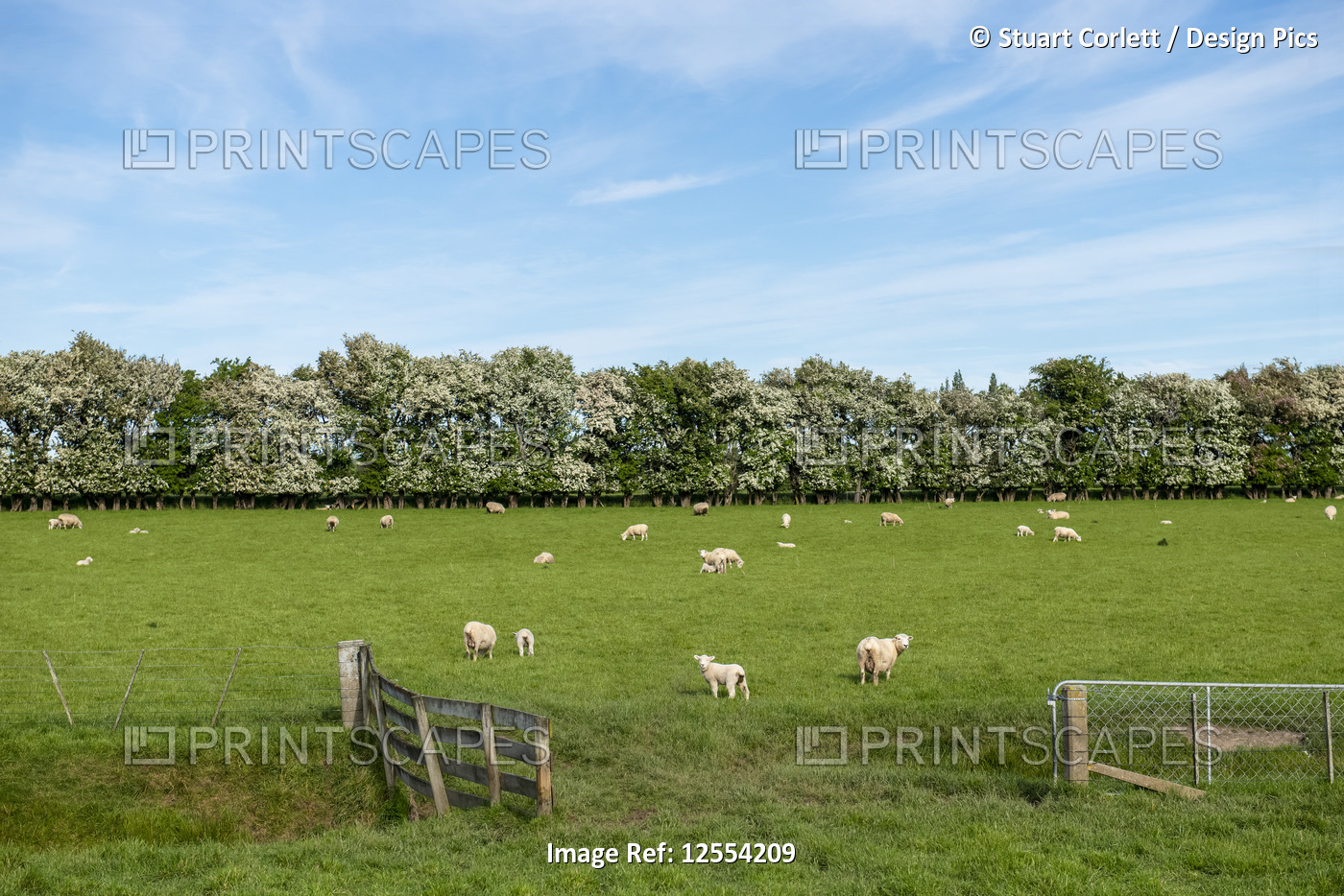 Sheep grazing in a lush pasture; Gore, South Island, New Zealand
