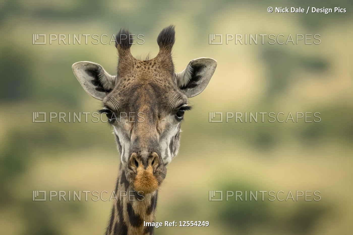 Close-up of Masai giraffe (Giraffa camelopardalis tippelskirchii) head in ...