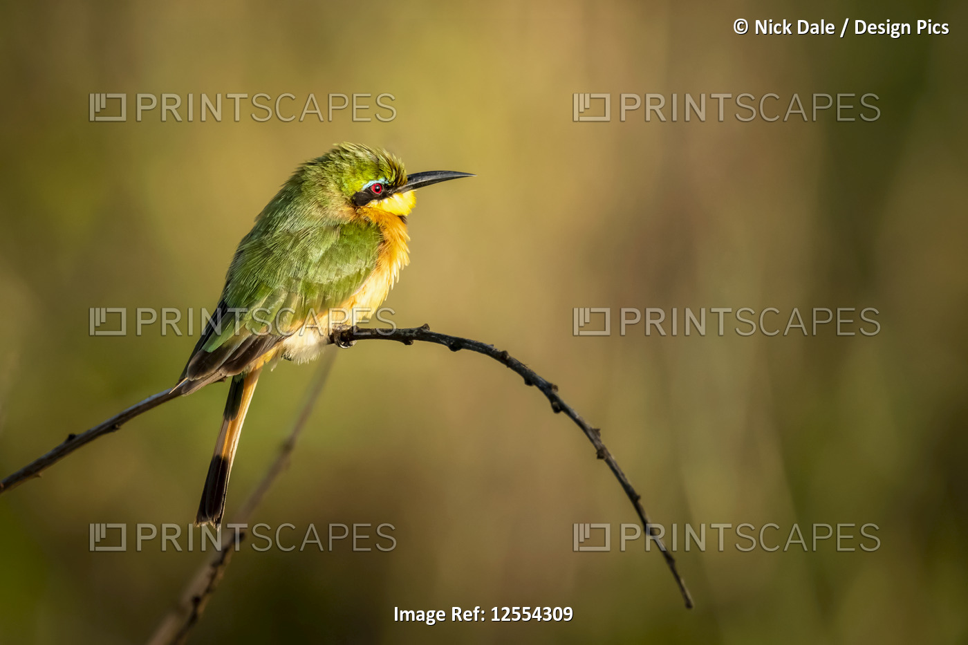 Little bee-eater (Merops pusillus) on bent branch facing right, Serengeti ...