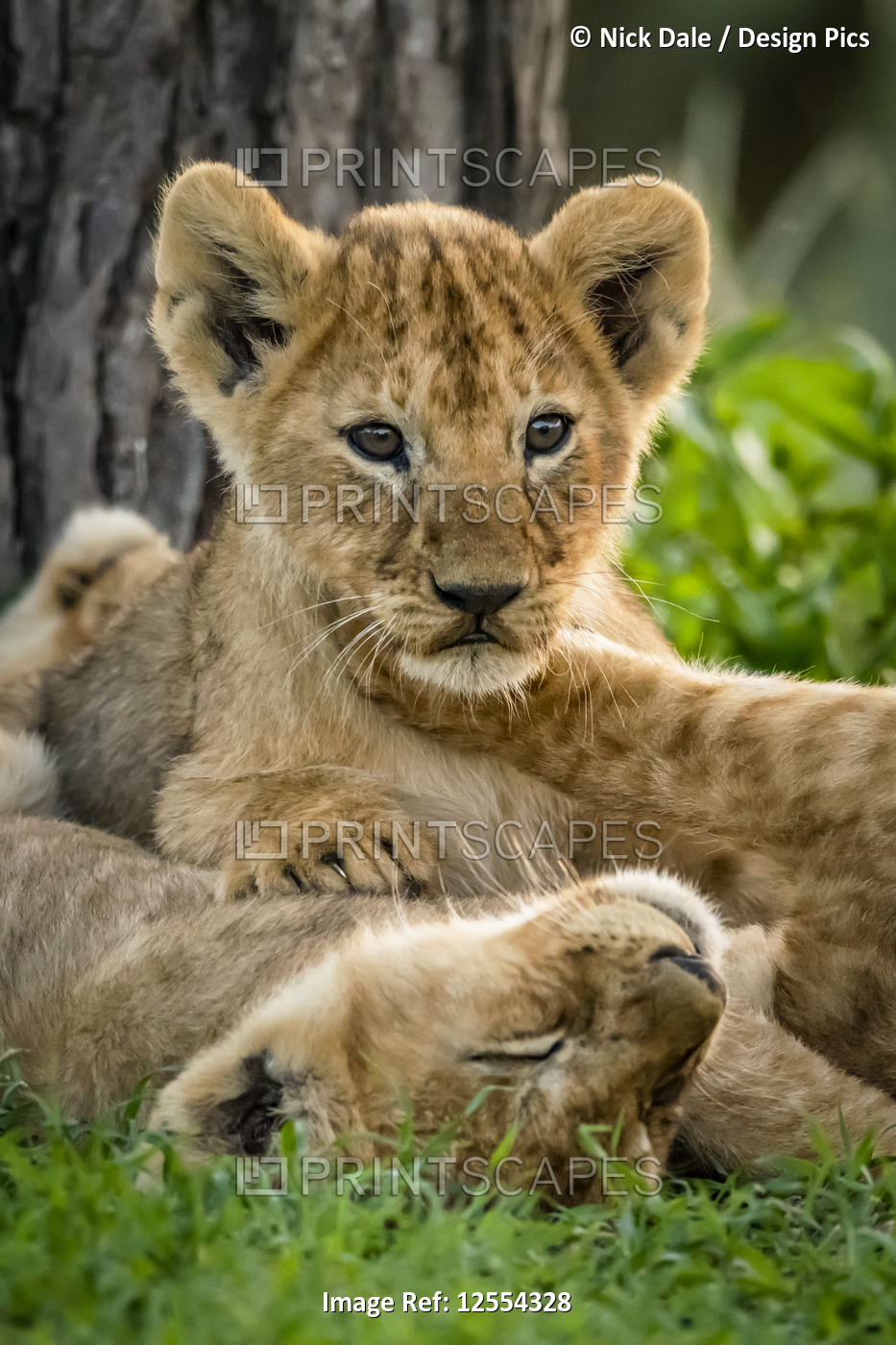 Lion (Panthera leo) cubs lying in grass by tree, Serengeti National Park; ...