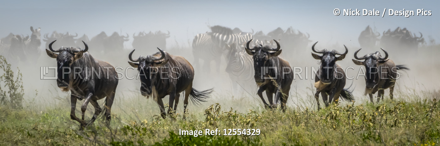 Panorama of five blue wildebeest (Connochaetes taurinus) galloping past, ...
