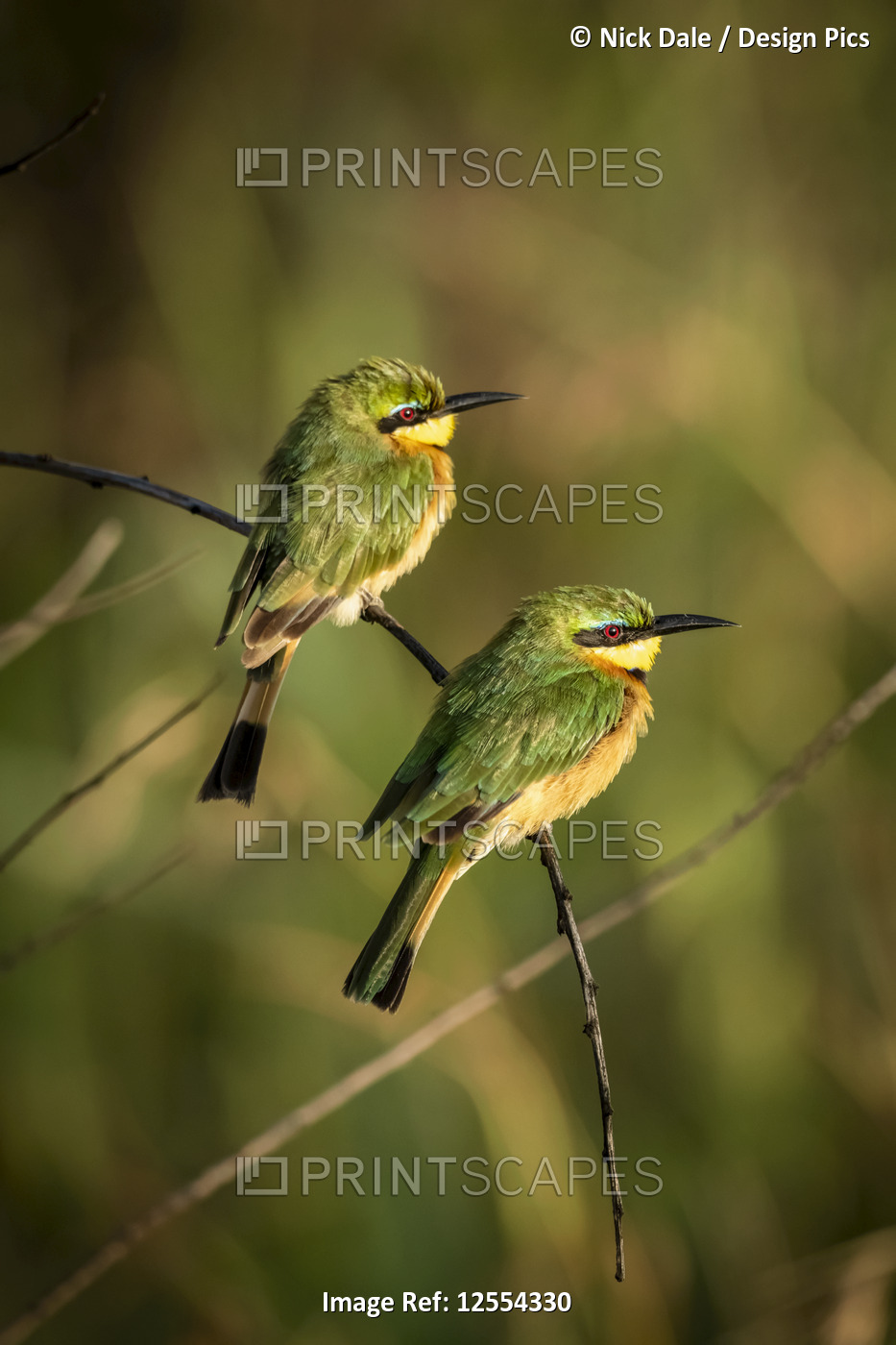 Two little bee-eaters (Merops pusillus) perched on bent branch, Serengeti ...