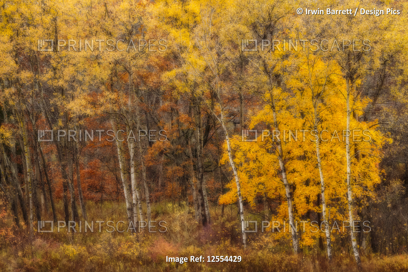 An impressionistic view of November Aspens along the banks of the Little ...
