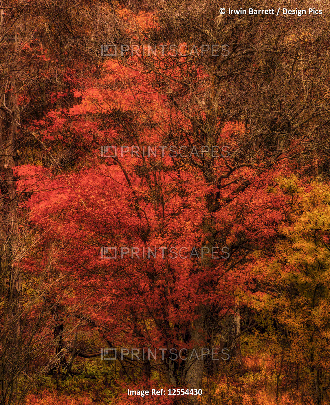 Early November colours along the banks of the Little Sackville River; Lower ...