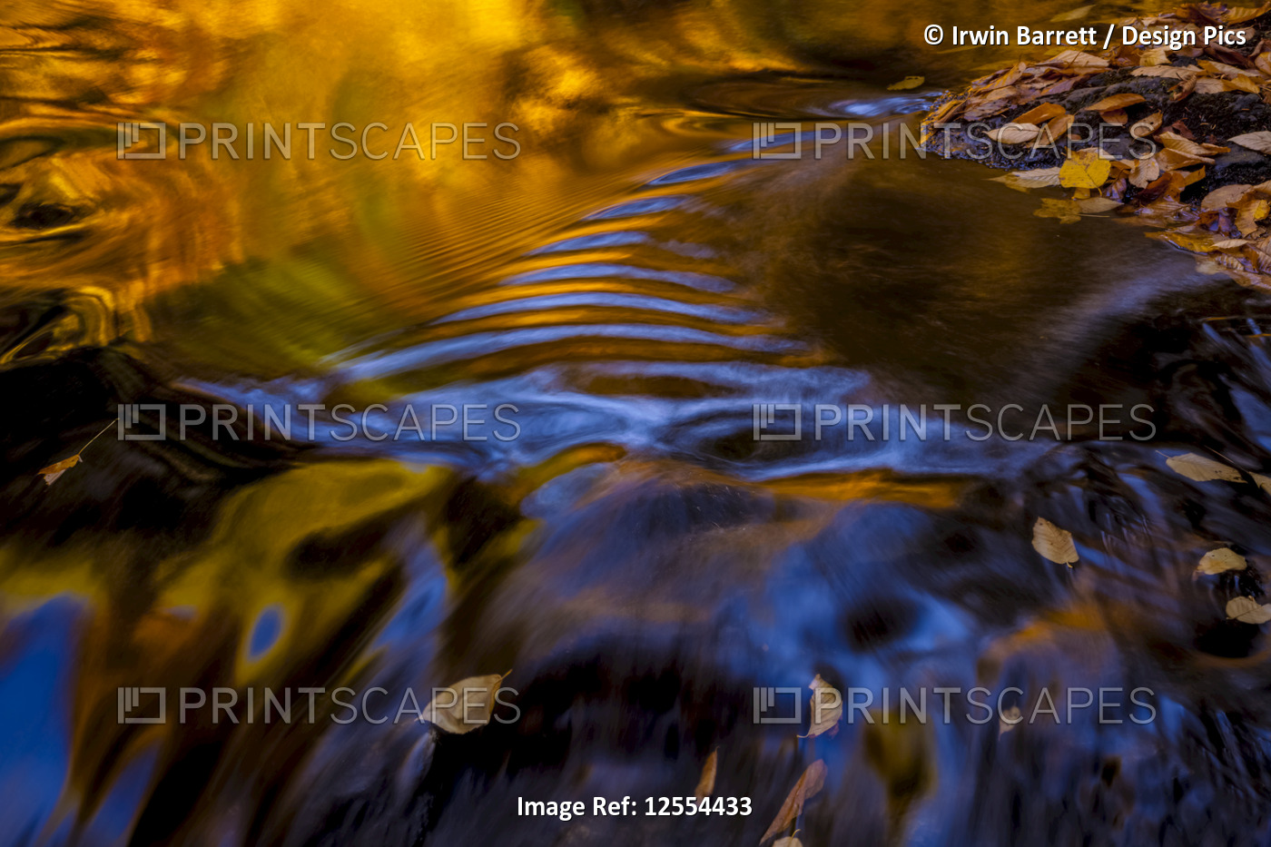 Autumn coloured leaves and blue sky reflections in Jeffers Brook near ...
