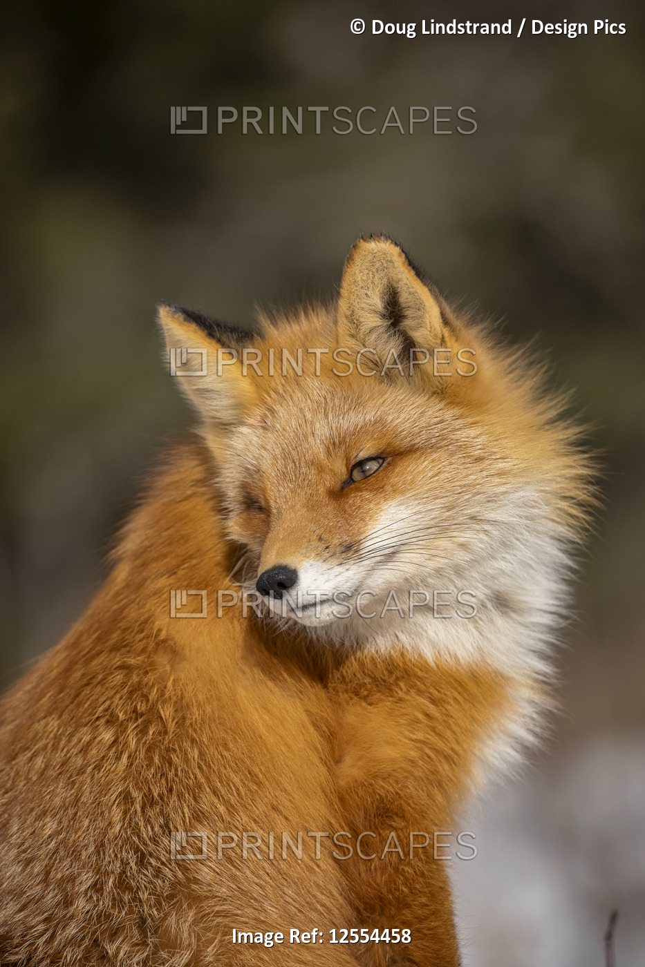 Red fox (Vulpes vulpes) looking back. Fox family was often seen here near ...