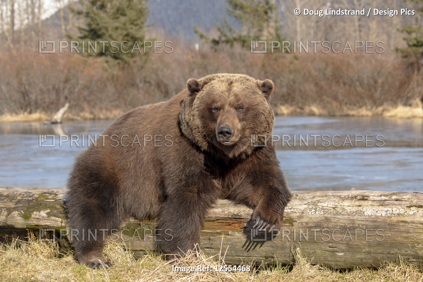 A captive female Brown bear (Ursus arctos) rests and sleeps on a driftwood log ...
