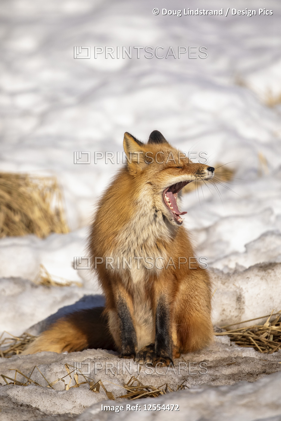 Red fox (Vulpes Vulpes) yawning as it sits in the snow. Fox family was often ...