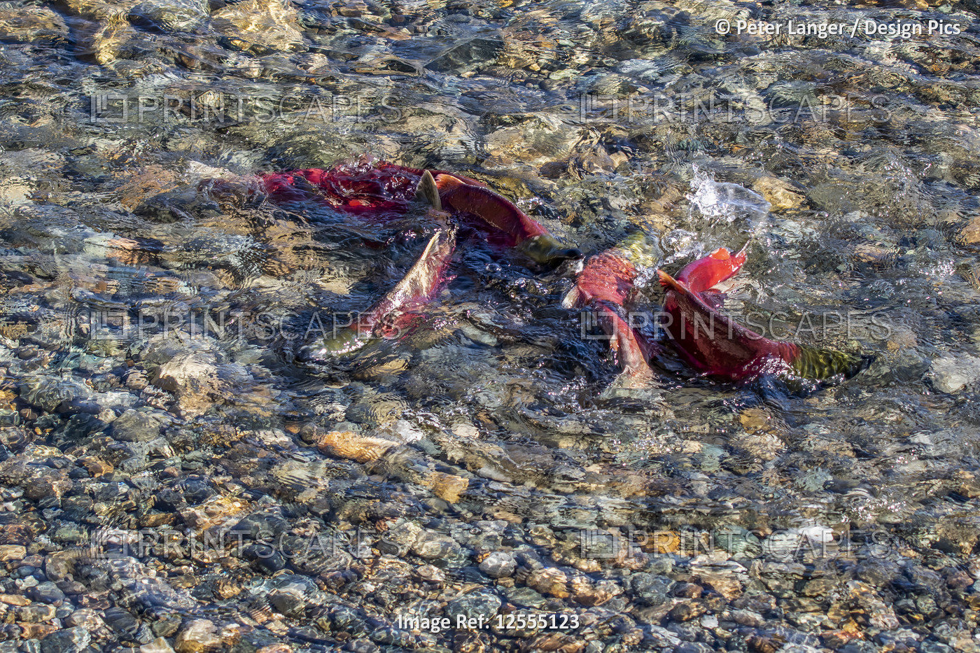 Sockeye salmon (Oncorhynchus nerka) run in the Adams River, Tsútswecw ...