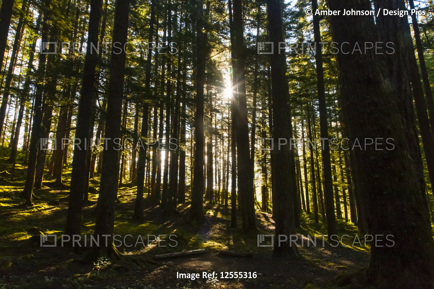 Morning sun breaking through the trees in Olympic National Park; Washington, ...