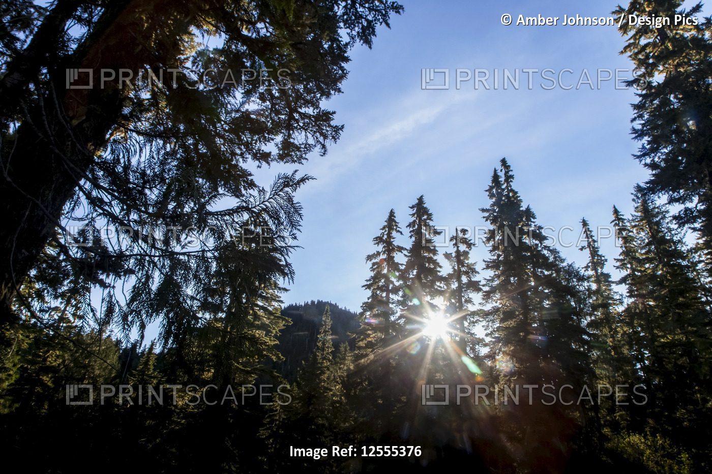 Sun poking through trees, High Divide Trail, Olympic National Park; Washington, ...