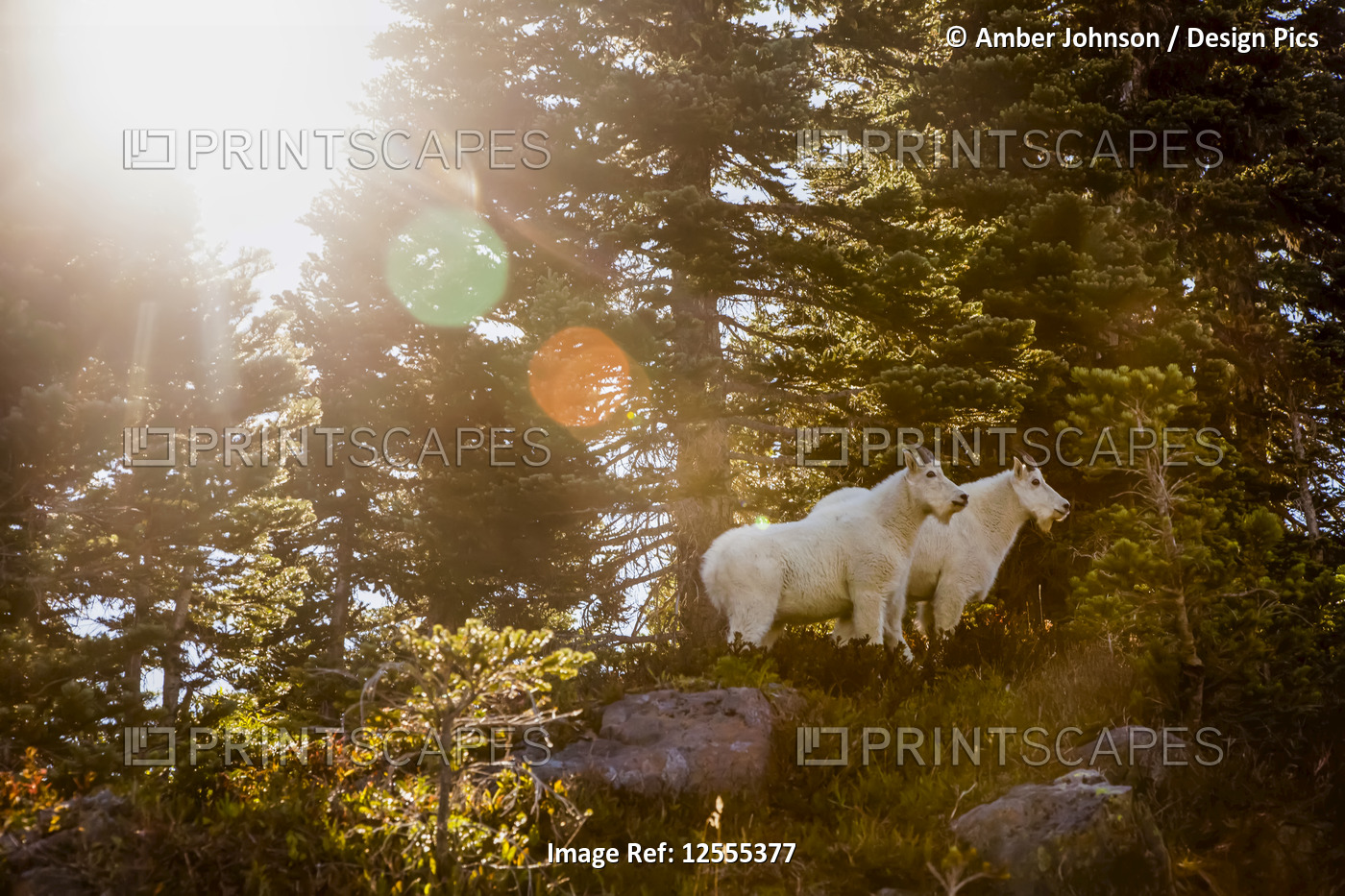 Mountain goats (Oreamnos americanus) backlit by sun, High Divide Trail, Olympic ...