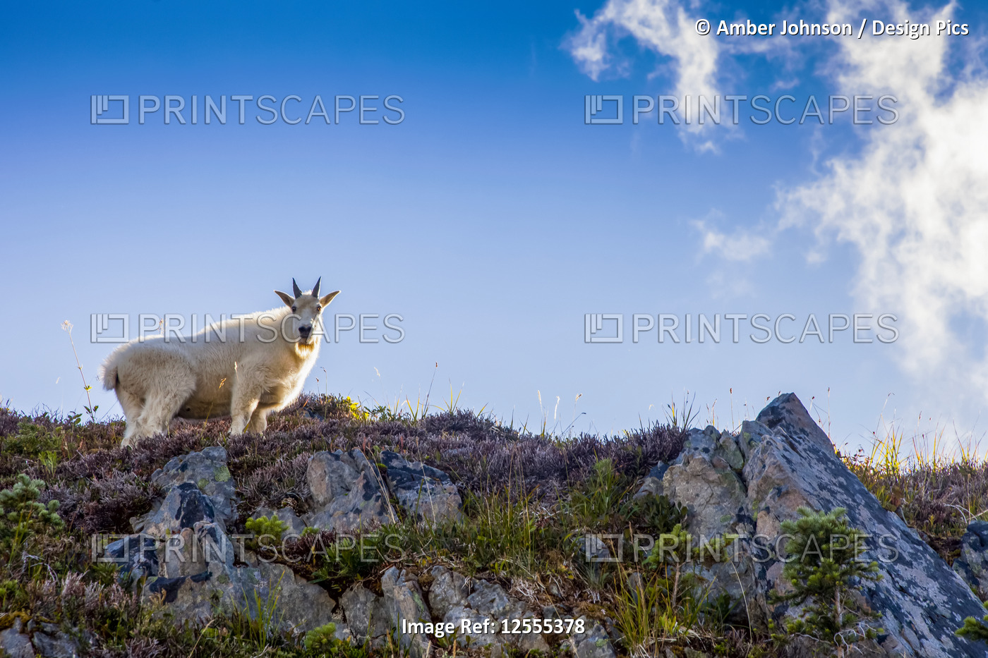 Mountain goat (Oreamnos americanus) on ridge backlit by sun, High Divide Trail, ...