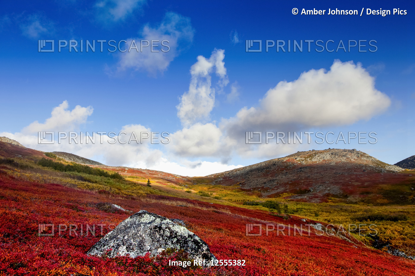 Autumn colours on the tundra, Kesugi Ridge, Denali State Park; Alaska, United ...