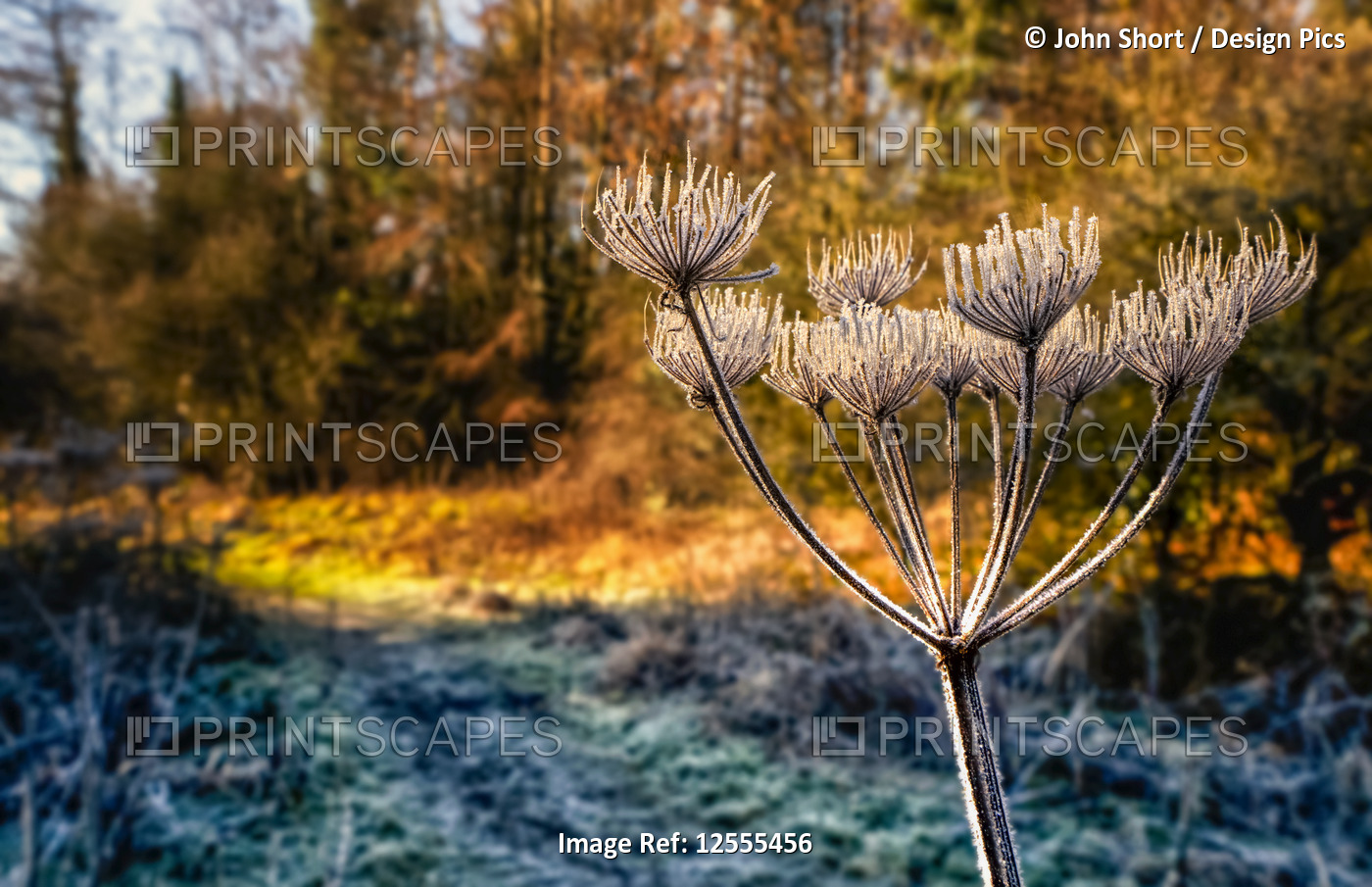 Frost-covered plant in the foreground with autumn coloured foliage in a forest ...