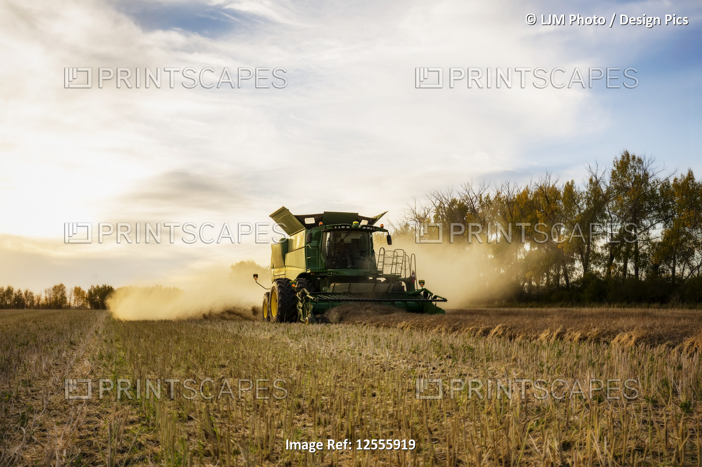 Harvesting a canola crop with a combine on a swathed crop at sunset; Legal, ...