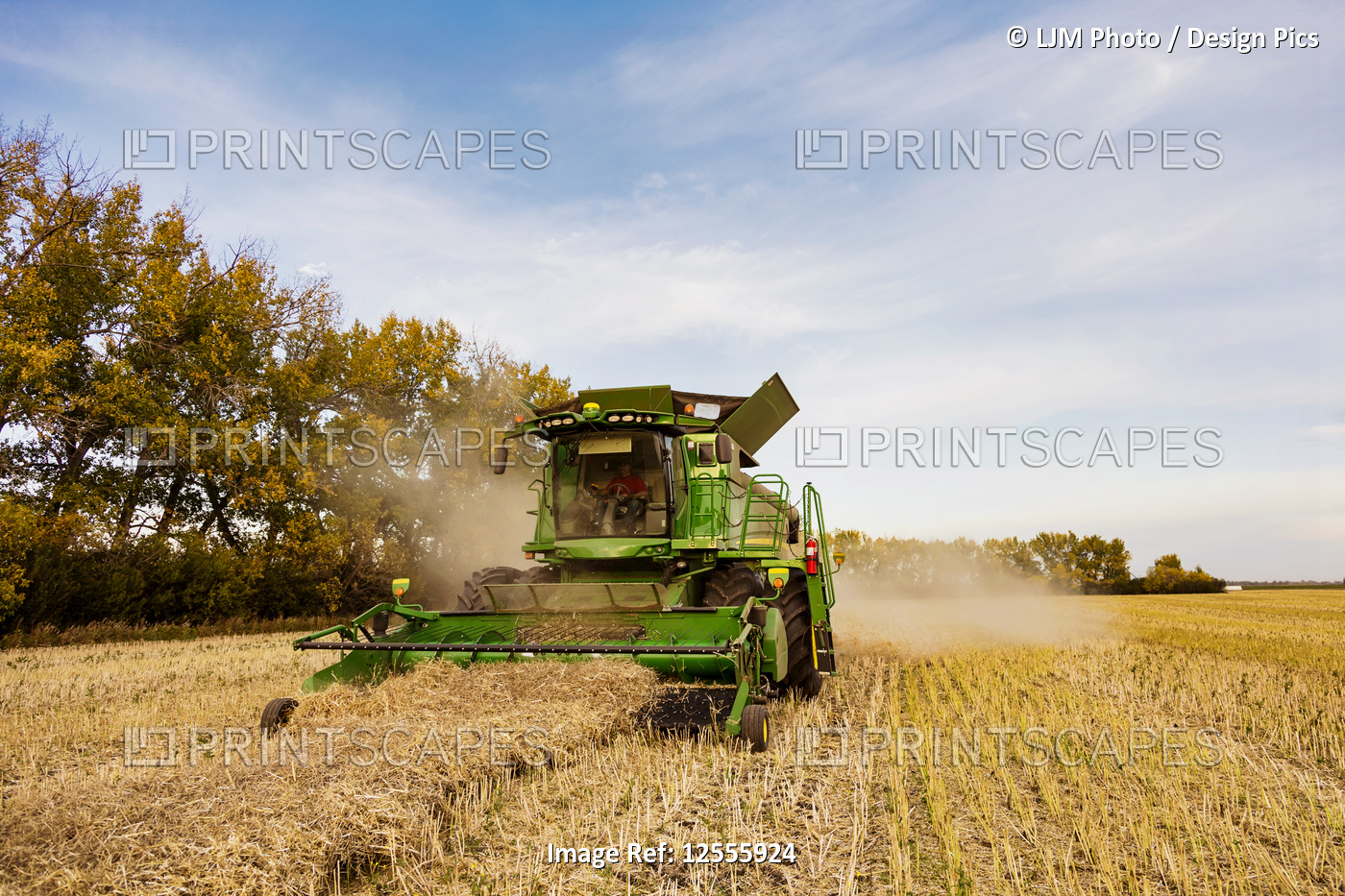 Harvesting a canola crop with a combine on a swathed crop at sunset; Legal, ...