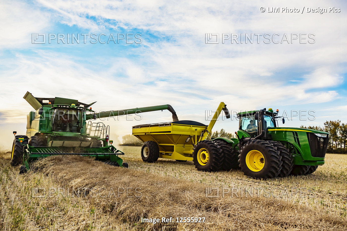 Canola harvesting and transferring the seeds to a grain buggy pulled by a ...
