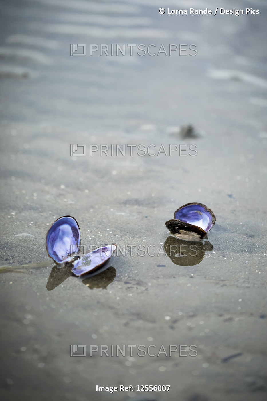 Two open bivalve shells on the beach, Blackie Spit, Crescent Beach; Surrey, ...