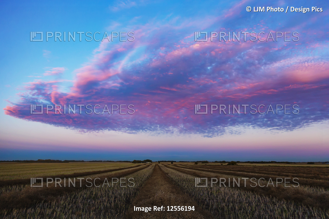 Swathed canola field at sunset with glowing pink clouds; Legal, Alberta, Canada