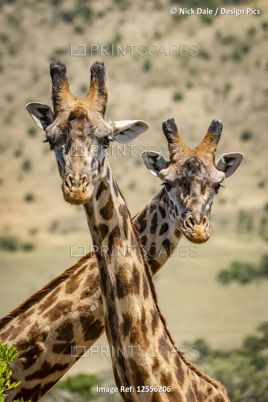 Close-up of two Masai giraffe (Giraffa camelopardalis tippelskirchii) crossing ...