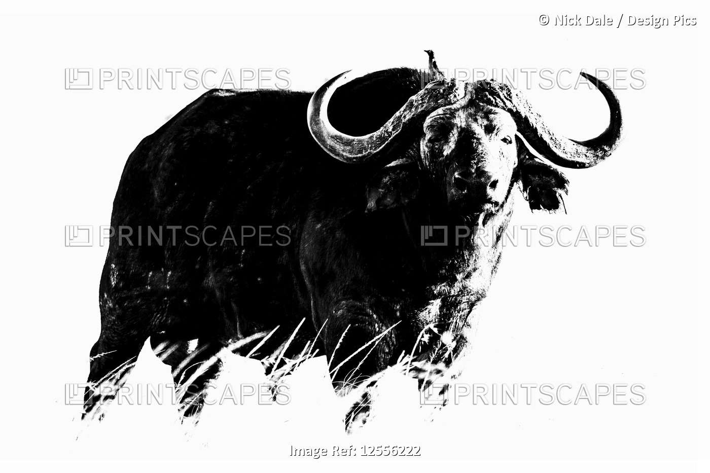 Monochrome Cape buffalo (Syncerus caffer) with oxpecker on head, Serengeti; ...