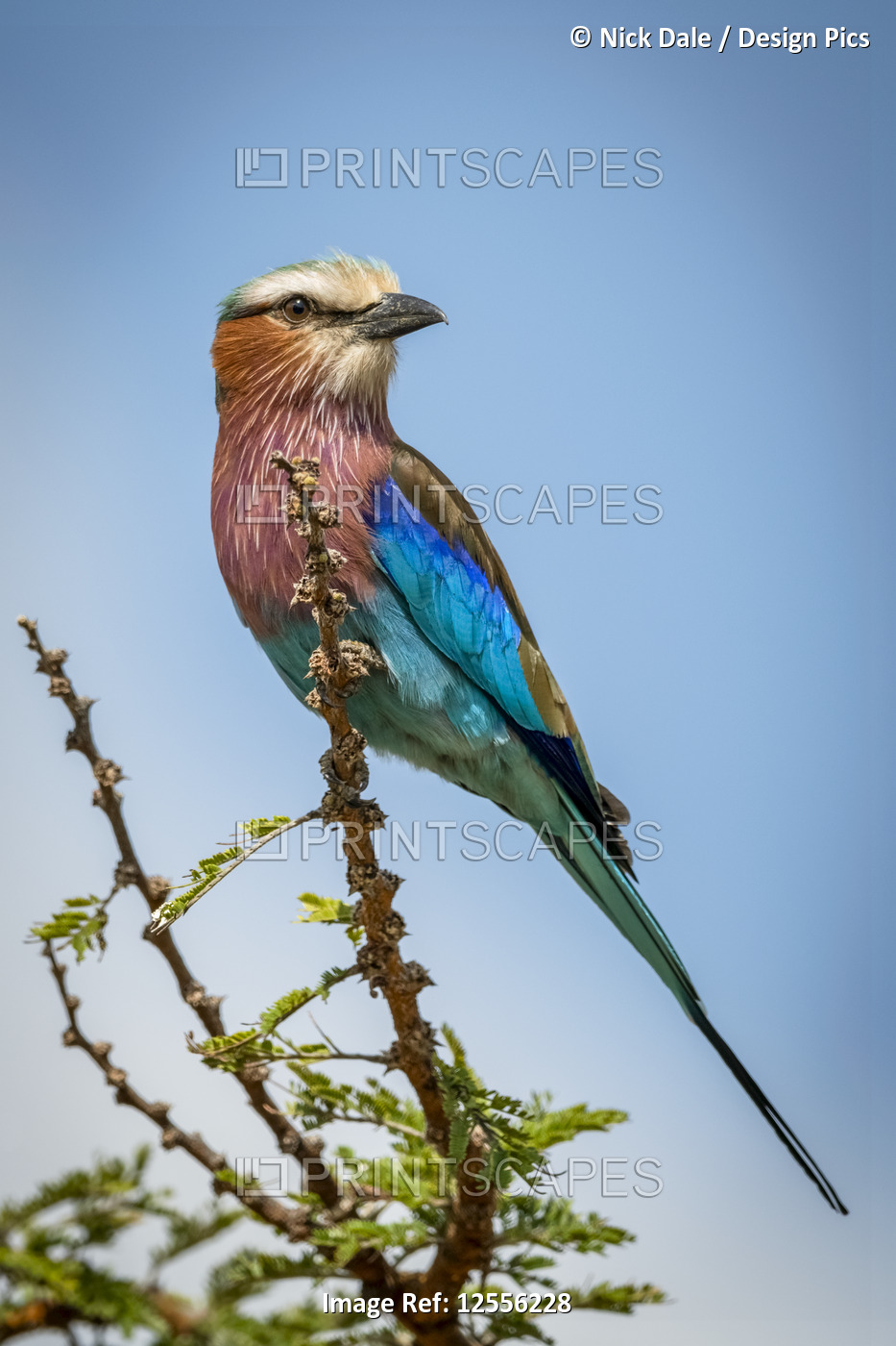 Lilac-breasted roller (Coracias caudatus Linnaeus) perches on branch turning ...