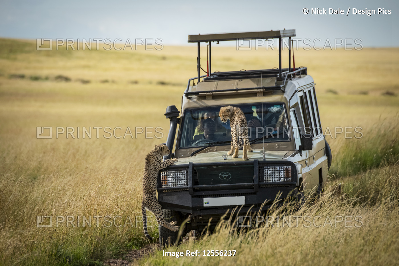 Cheetah cub (Acinonyx jubatus) watches another cling to truck, Serengeti; ...