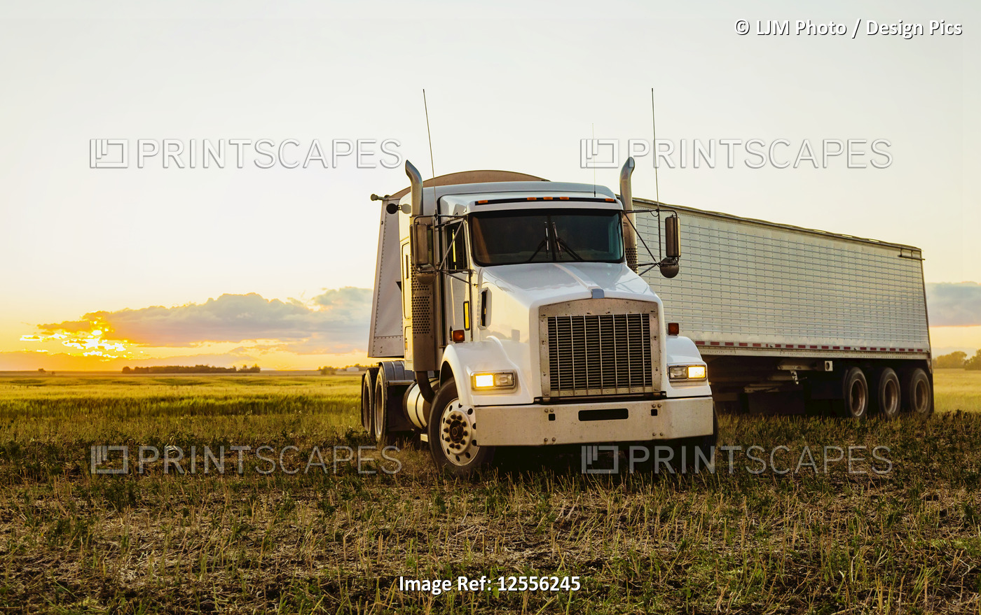 Transport truck in a canola field at sunset during harvest; Legal, Alberta, ...