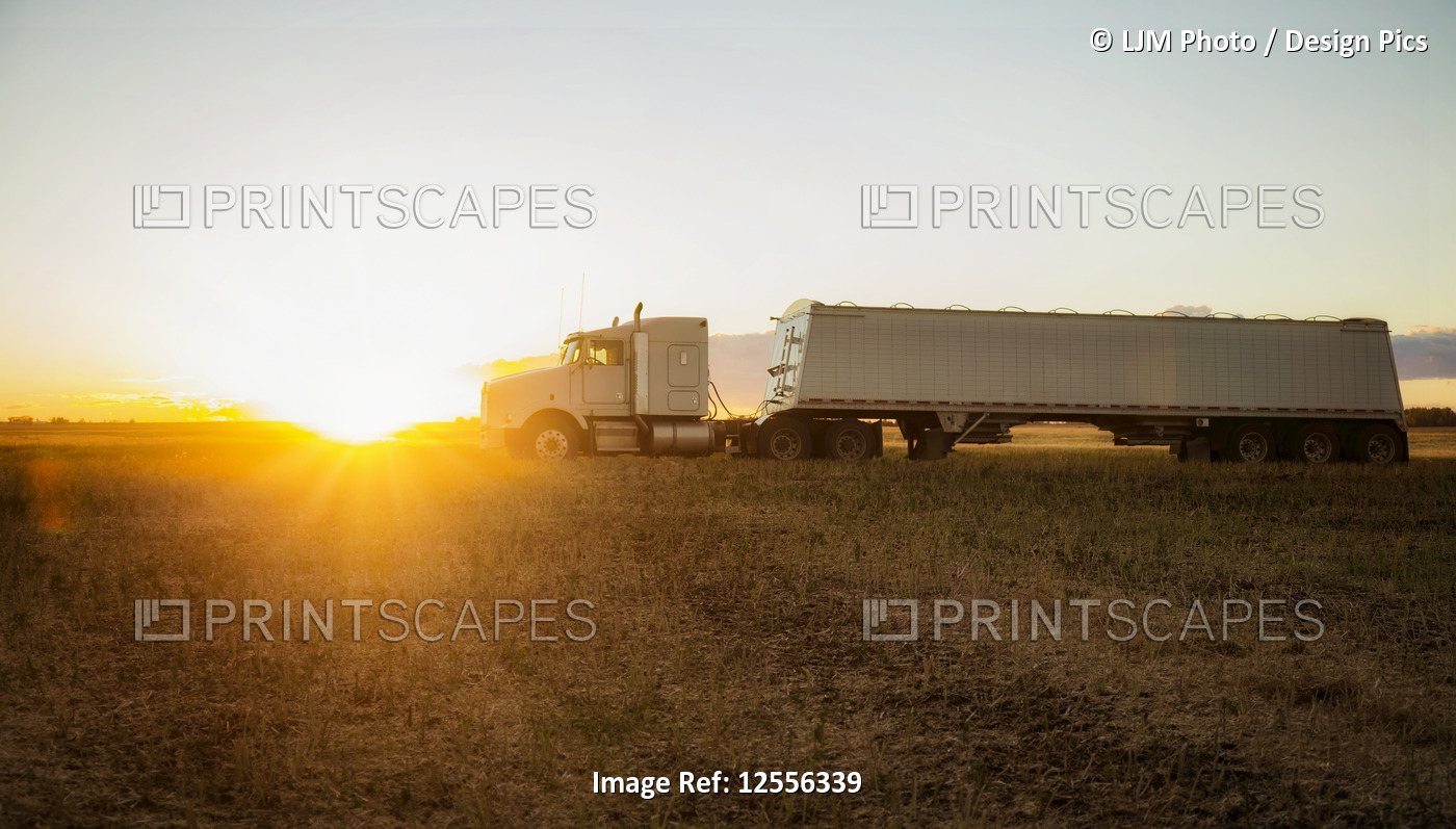 A grain transport truck sitting in a Canola field at sunset waiting for its ...