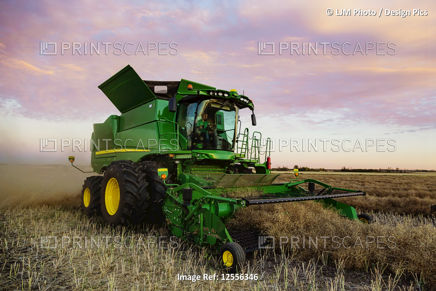 A young farmer driving a combine and harvesting canola at sunset; Legal, ...