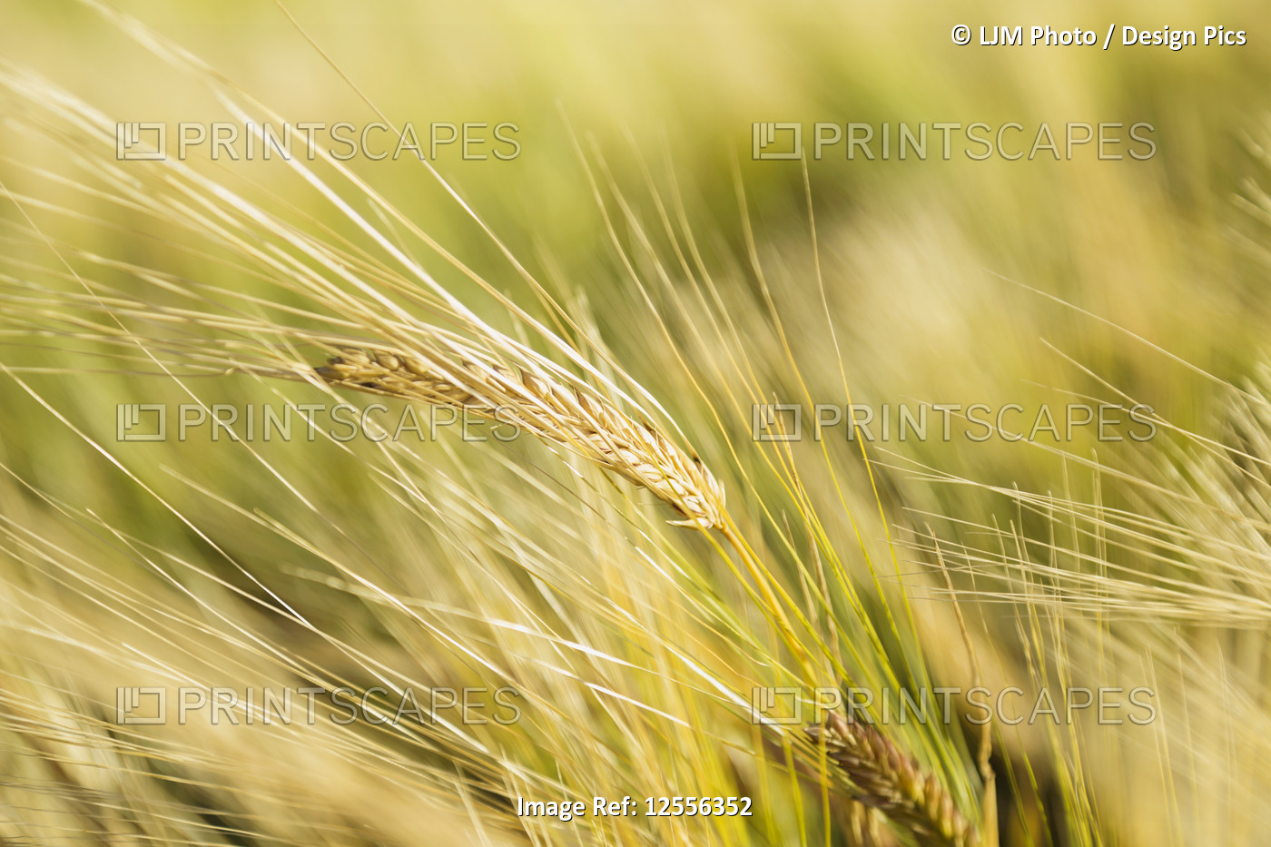 Close-up of barley ripening and ready for harvest; Legal, Alberta, Canada