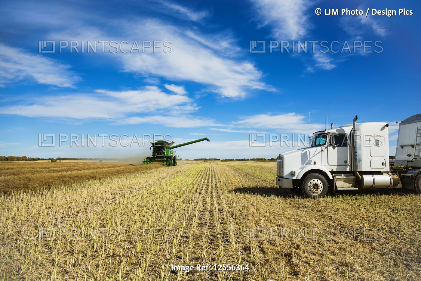 A grain truck waits for its next load during a Canola harvest while a combine ...