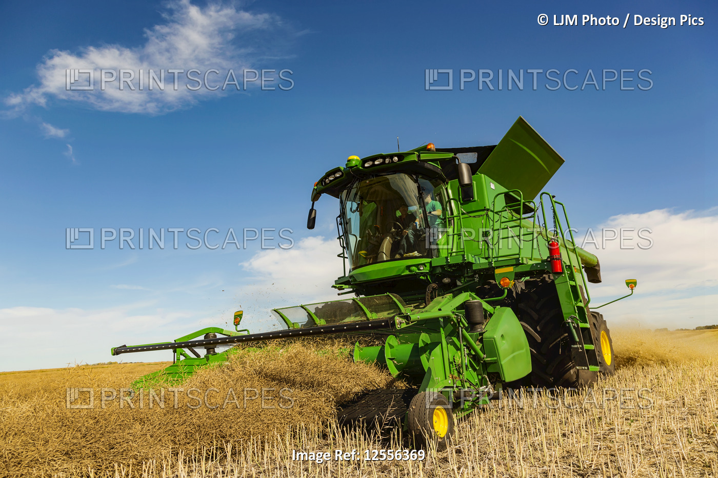 A father and son combining a swathed field during a canola harvest; Legal, ...