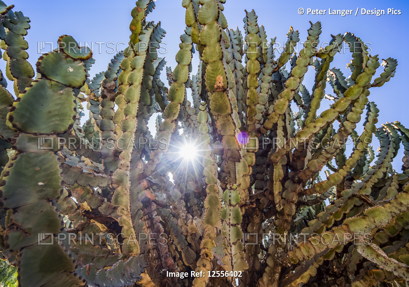 Arborescent cactus; Dugem, Tigray, Ethiopia