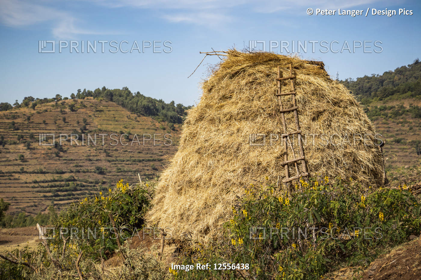 Rocky outcrop covered with straw and a ladder leaning against it; Addis Zemen, ...