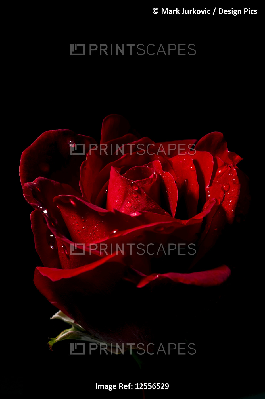 Don Juan Rose (Rosa rugosa) with water droplets on a black background
