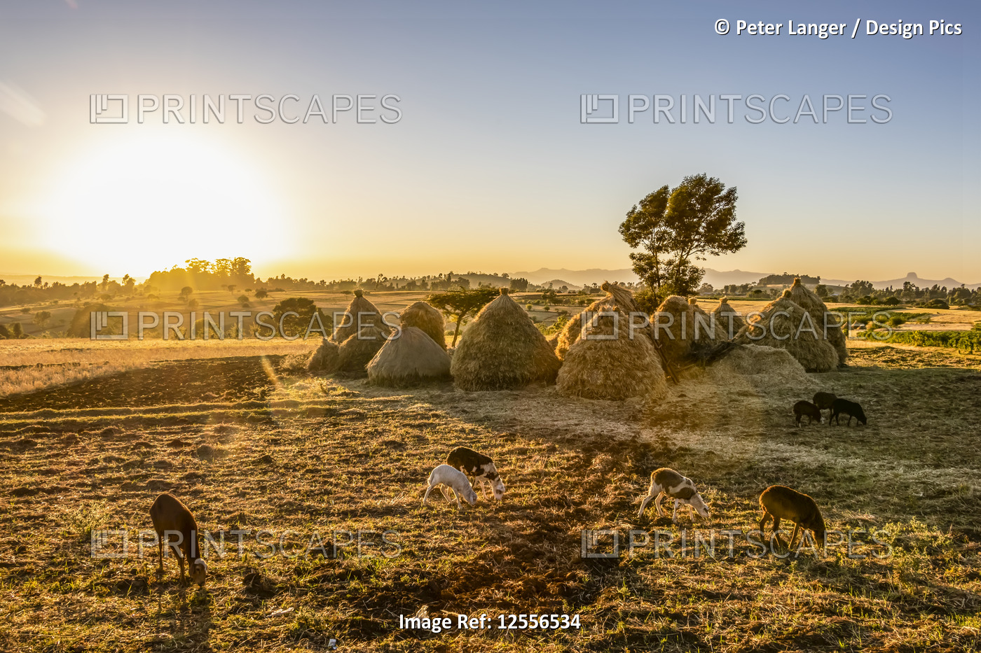 Goats and haystacks in the fields of teff (Eragrostis tef), Jib Gedel; Amhara ...
