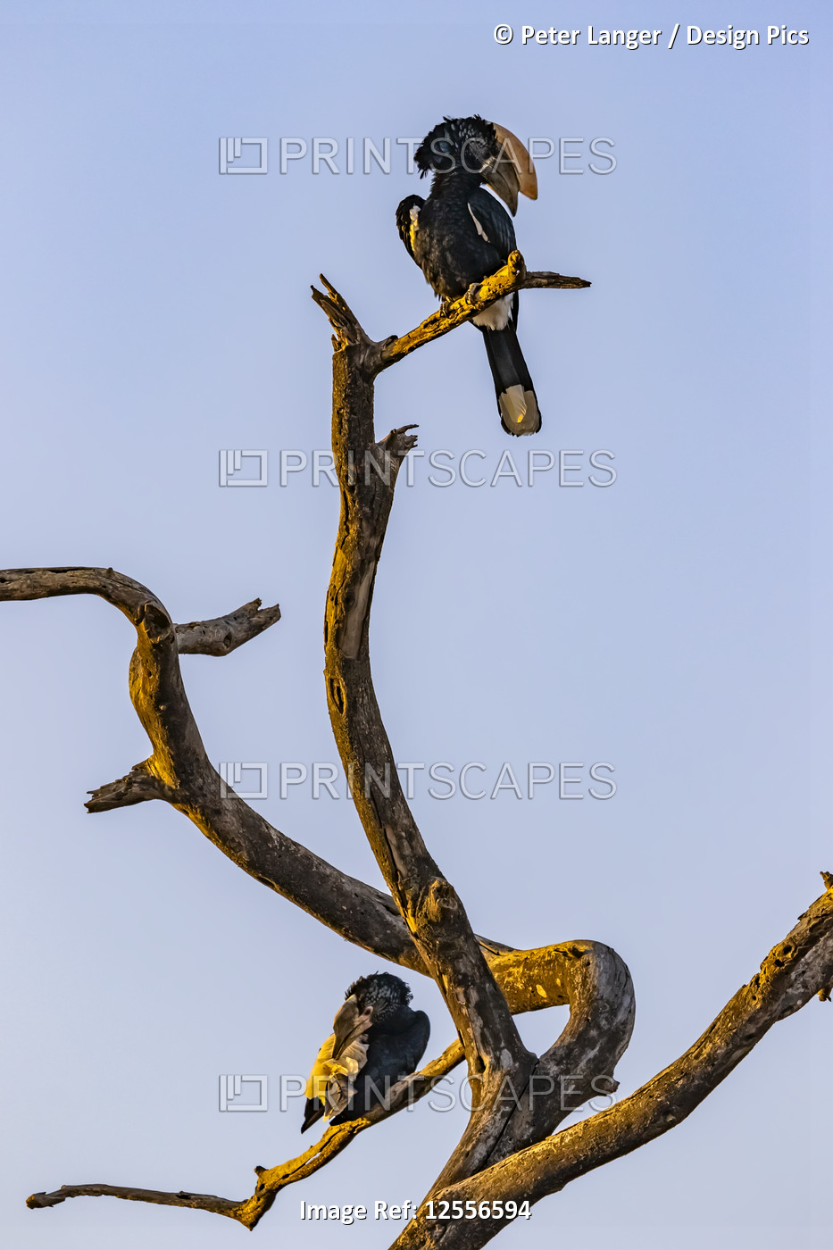 Hornbills (Bucerotidae) perched on a dead tree; Oromia Region, Ethiopia