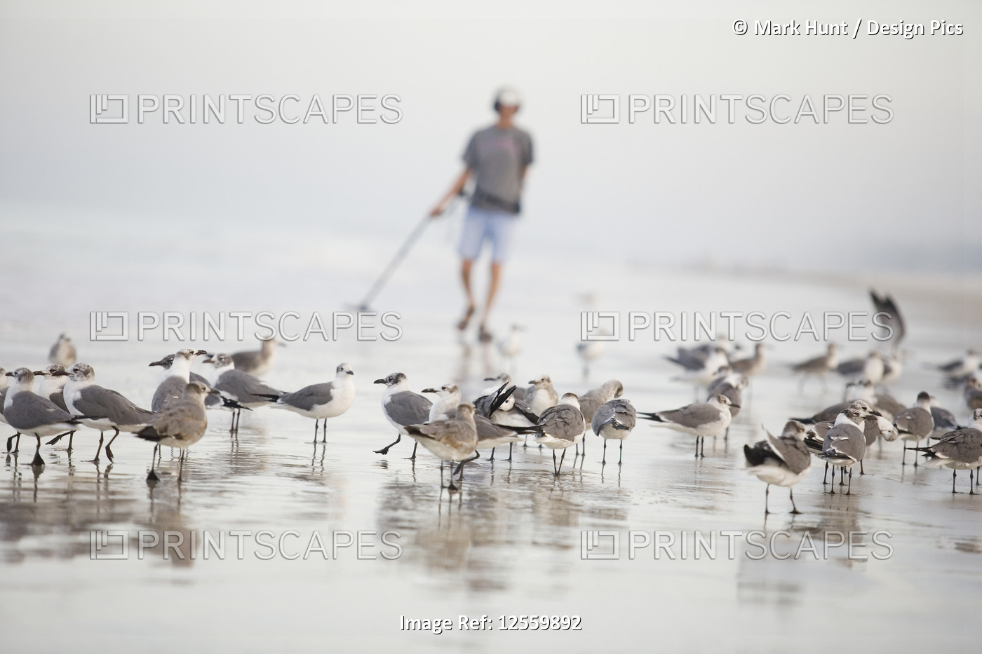 Flock of terns on the beach with a man holding a metal detector in the ...