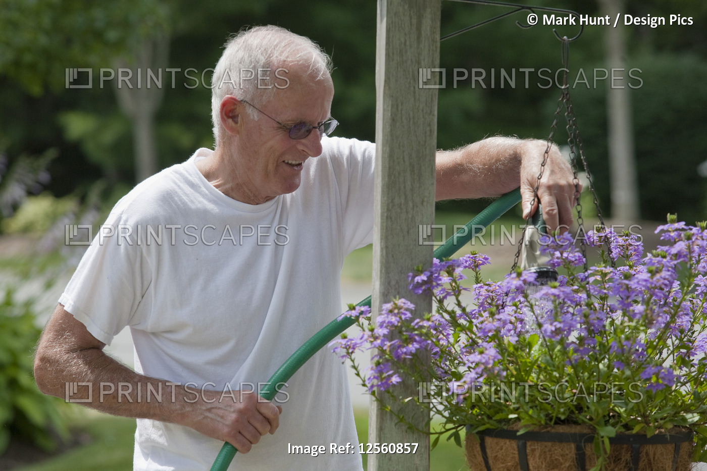 Senior man watering scaevola flowers in lamp post flower basket