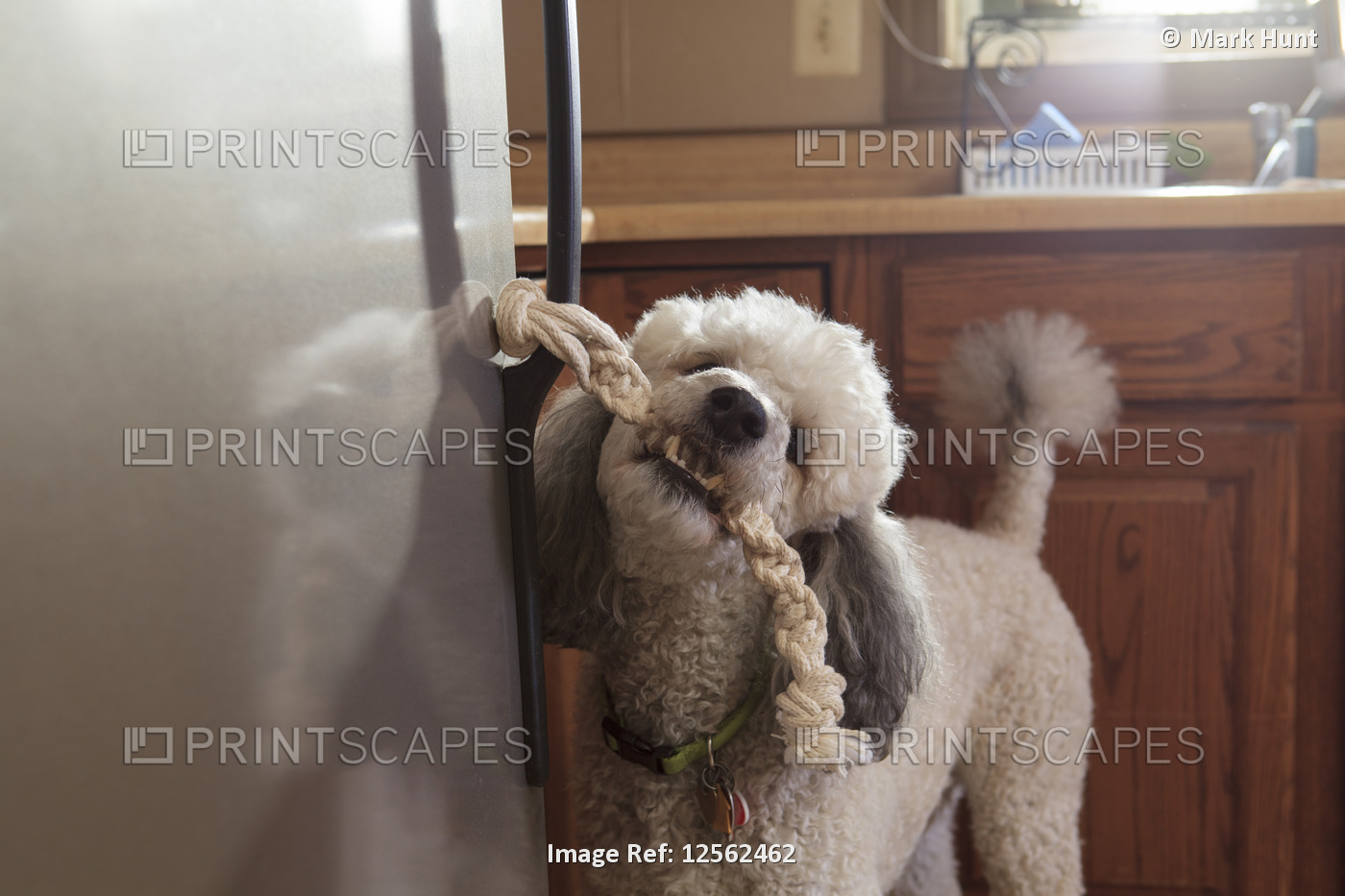 Poodle service dog opening a refrigerator with a handle
