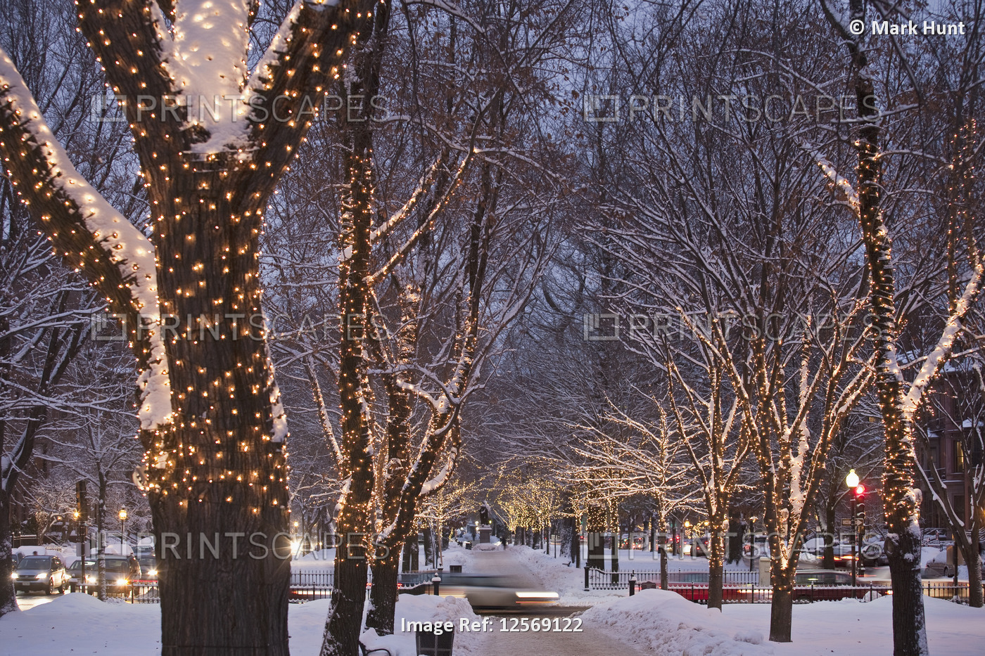 Decorated trees along an avenue in winter, Commonwealth Avenue, Boston, ...
